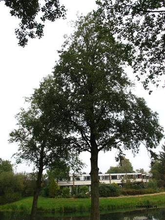  picture  Zwarte_els |Alnus_glutinosa