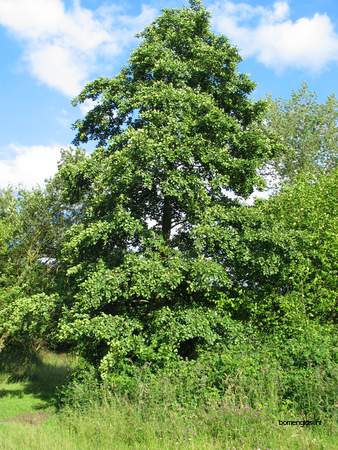  picture  Zwarte_els |Alnus_glutinosa