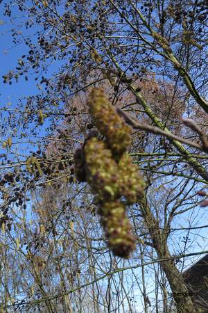  picture  Zwarte_els |Alnus_glutinosa