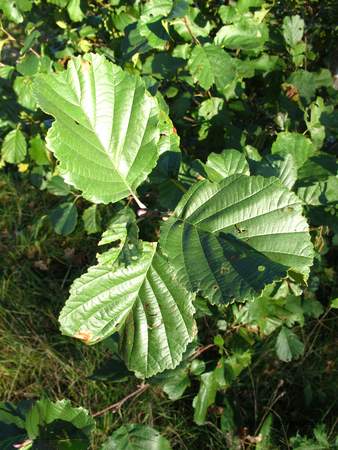  picture  Zwarte_els |Alnus_glutinosa