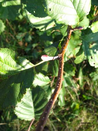  picture  Zwarte_els |Alnus_glutinosa