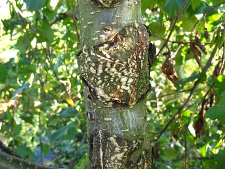  picture  Zwarte_els |Alnus_glutinosa