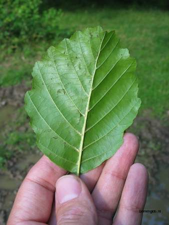  picture  Zwarte_els |Alnus_glutinosa