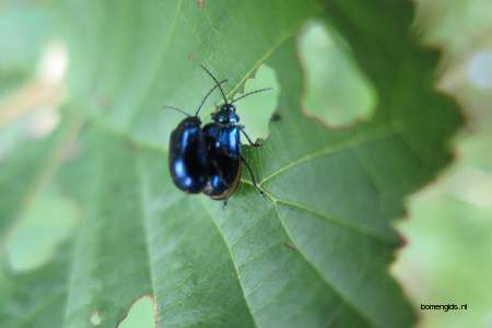  picture  Zwarte_els |Alnus_glutinosa