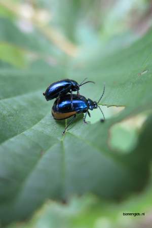  picture  Zwarte_els |Alnus_glutinosa