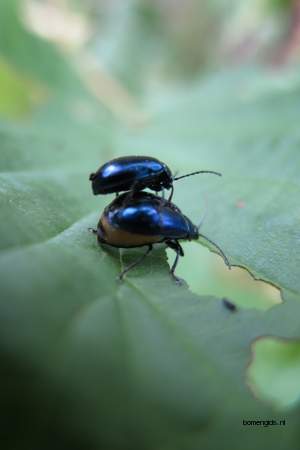  picture  Zwarte_els |Alnus_glutinosa