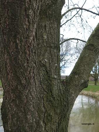  picture  Zwarte_els |Alnus_glutinosa