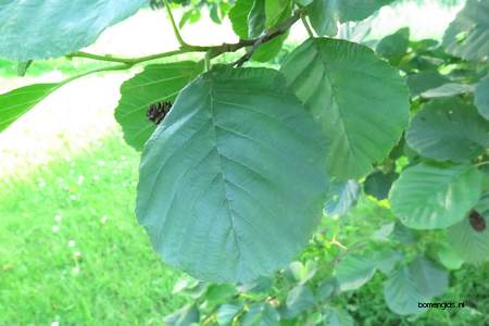  picture  Zwarte_els |Alnus_glutinosa