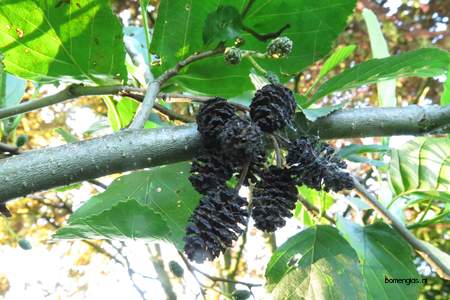  picture  Zwarte_els |Alnus_glutinosa