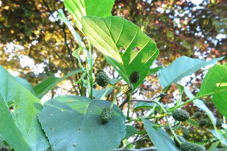  picture  Zwarte_els |Alnus_glutinosa