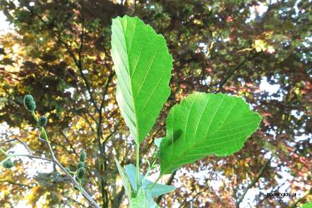  picture  Zwarte_els |Alnus_glutinosa