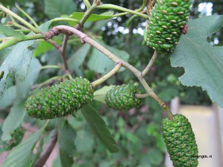  picture  Zwarte_els |Alnus_glutinosa