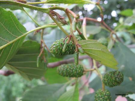  picture  Zwarte_els |Alnus_glutinosa