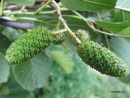  picture  Zwarte_els |Alnus_glutinosa