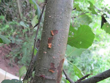  picture  Zwarte_els |Alnus_glutinosa