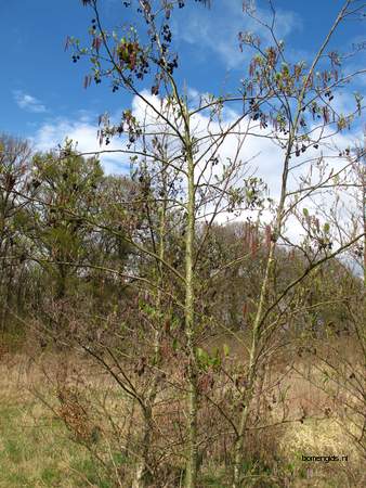  picture  Zwarte_els |Alnus_glutinosa