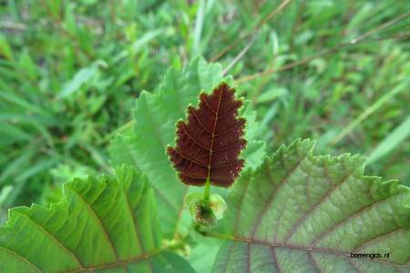  picture  Zwarte_els |Alnus_glutinosa