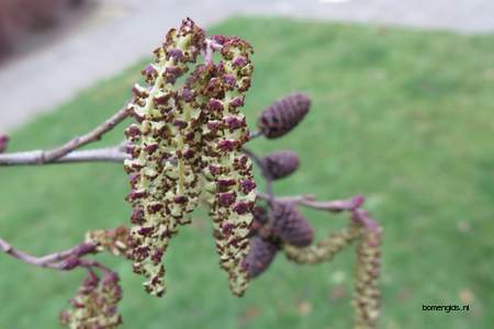  picture  Zwarte_els |Alnus_glutinosa