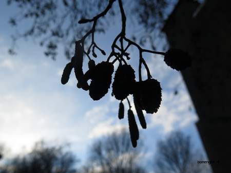  picture  Zwarte_els |Alnus_glutinosa