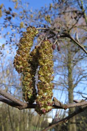  picture  Zwarte_els |Alnus_glutinosa