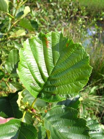  picture  Zwarte_els |Alnus_glutinosa