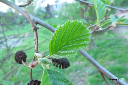  picture  Zwarte_els |Alnus_glutinosa