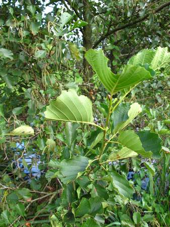  picture  Zwarte_els |Alnus_glutinosa