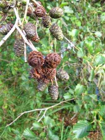  picture  Zwarte_els |Alnus_glutinosa