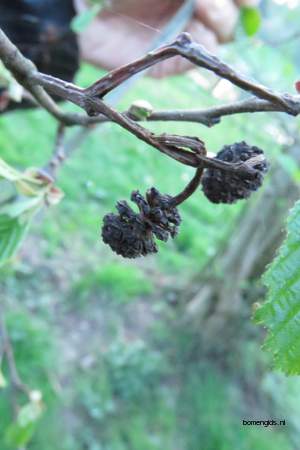  picture  Zwarte_els |Alnus_glutinosa