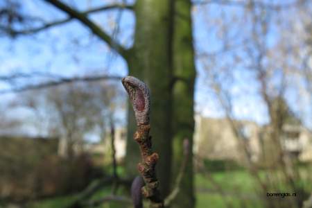  picture  Zwarte_els |Alnus_glutinosa