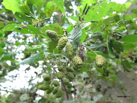  picture  Zwarte_els |Alnus_glutinosa