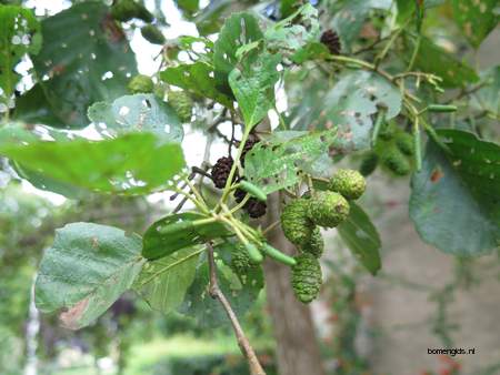  picture  Zwarte_els |Alnus_glutinosa