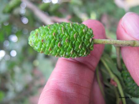  picture  Zwarte_els |Alnus_glutinosa