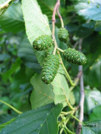  picture  Zwarte_els |Alnus_glutinosa