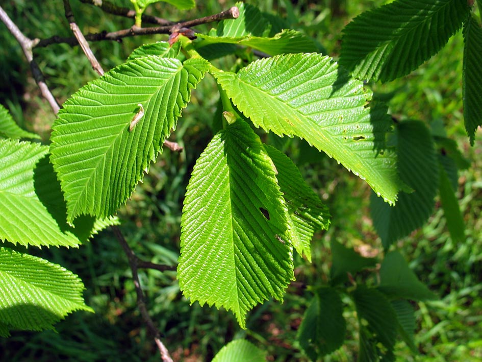 Ruwe iep Ulmus glabra, Scotch Elm Dutch treeguide at www.bomengids.nl ...