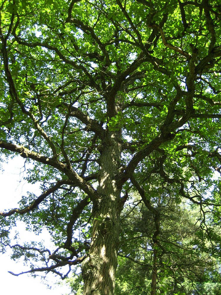 wintereik quercus patrea sessile oak Dutch treeguide at www.bomengids ...