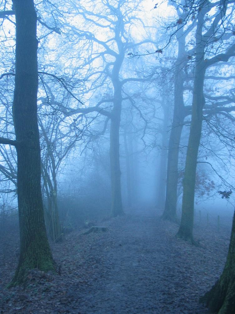 wandelen door het bos