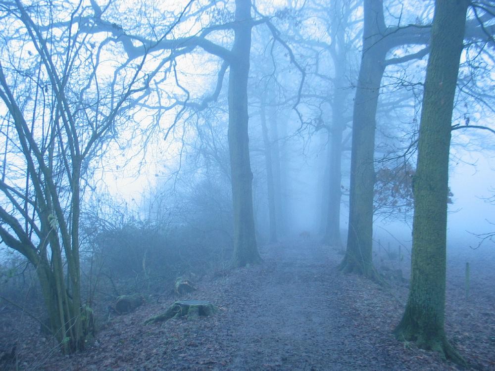 wandelen door het bos