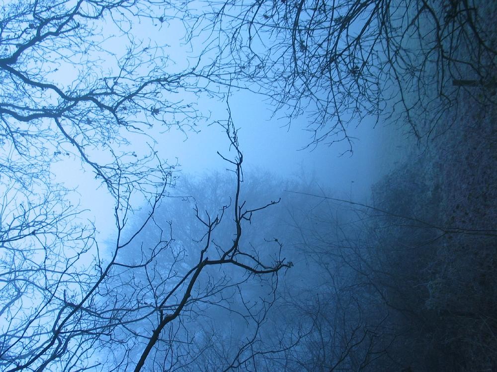 wandelen door het bos