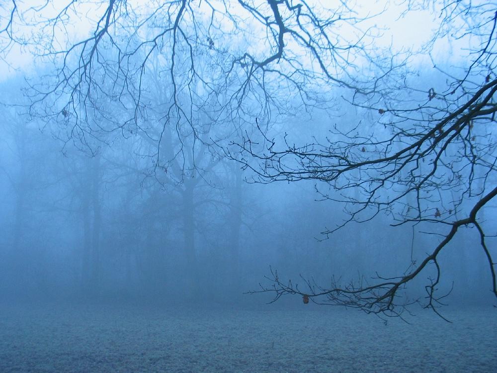 wandelen door het bos