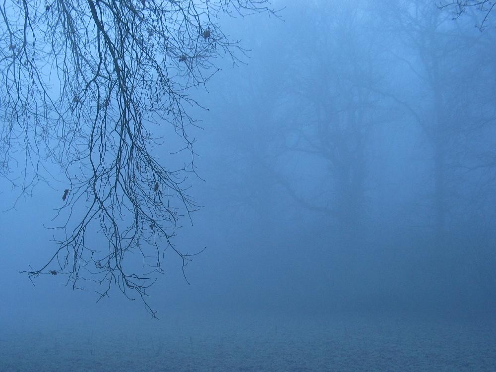 wandelen door het bos