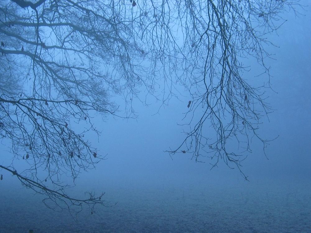 wandelen door het bos