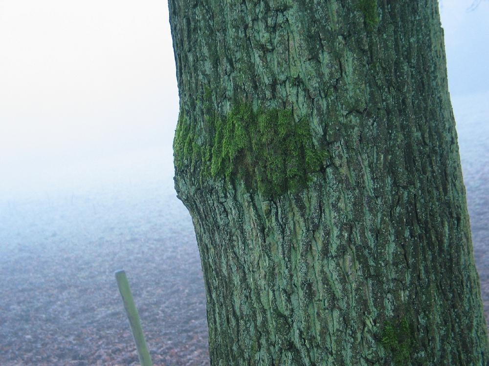 wandelen door het bos