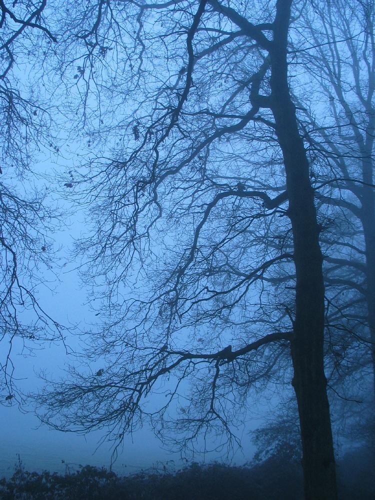 wandelen door het bos