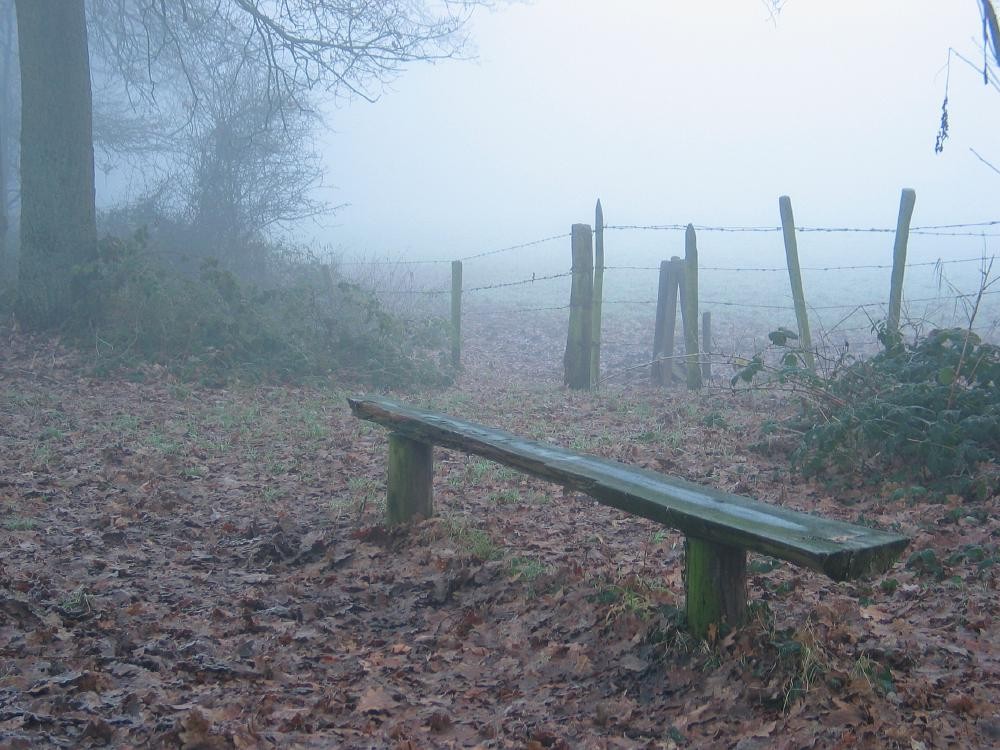 wandelen door het bos