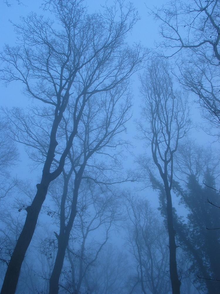 wandelen door het bos