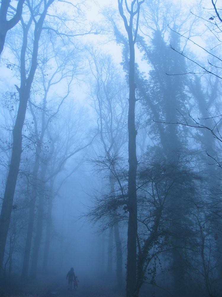 wandelen door het bos