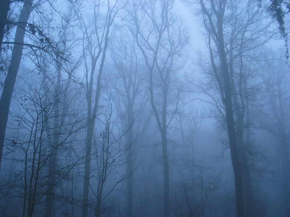 wandelen door het bos