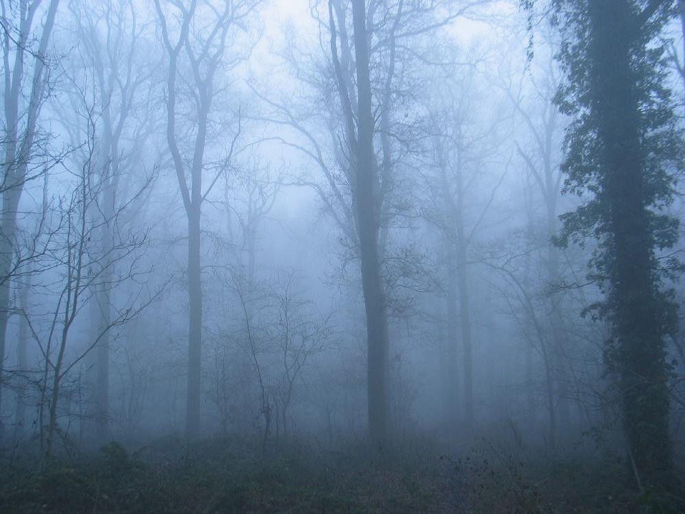 wandelen door het bos