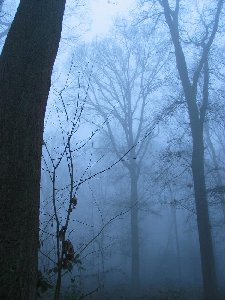 have a walk in the forest